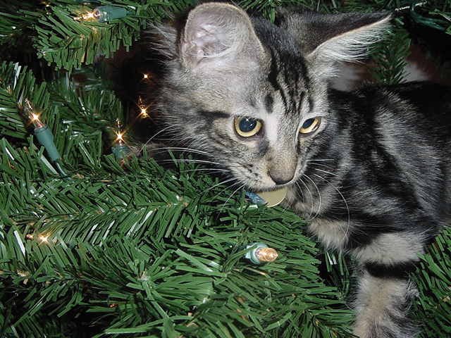 monty in the christmas tree