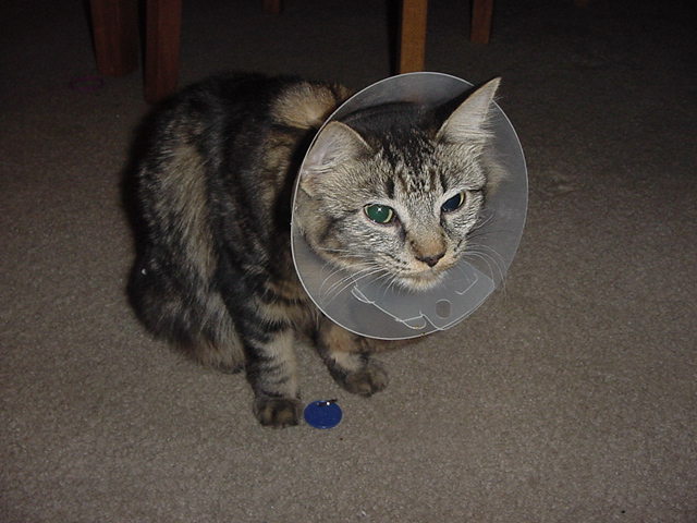 tiki after surgery with her collar