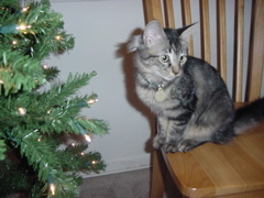 tiki by the christmas tree
