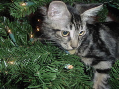 monty in the christmas tree