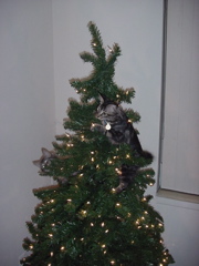both kittins in the tree