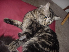 monty after surgery with a shaved arm