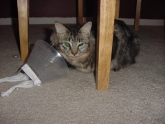 tiki removed her collar